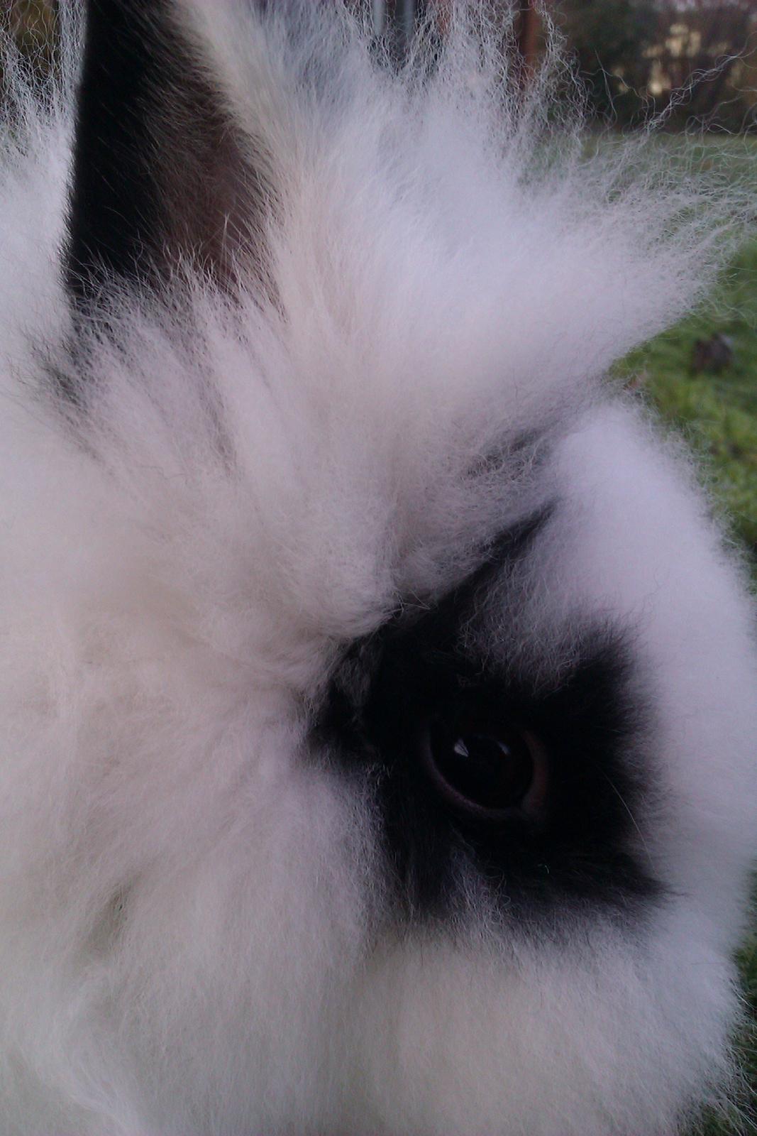 Kanin Gubbi - Hans flotte aftegn omkring øjet :-) Ses desværre ikke så tydeligt pga. den tykke vinterpels. billede 13