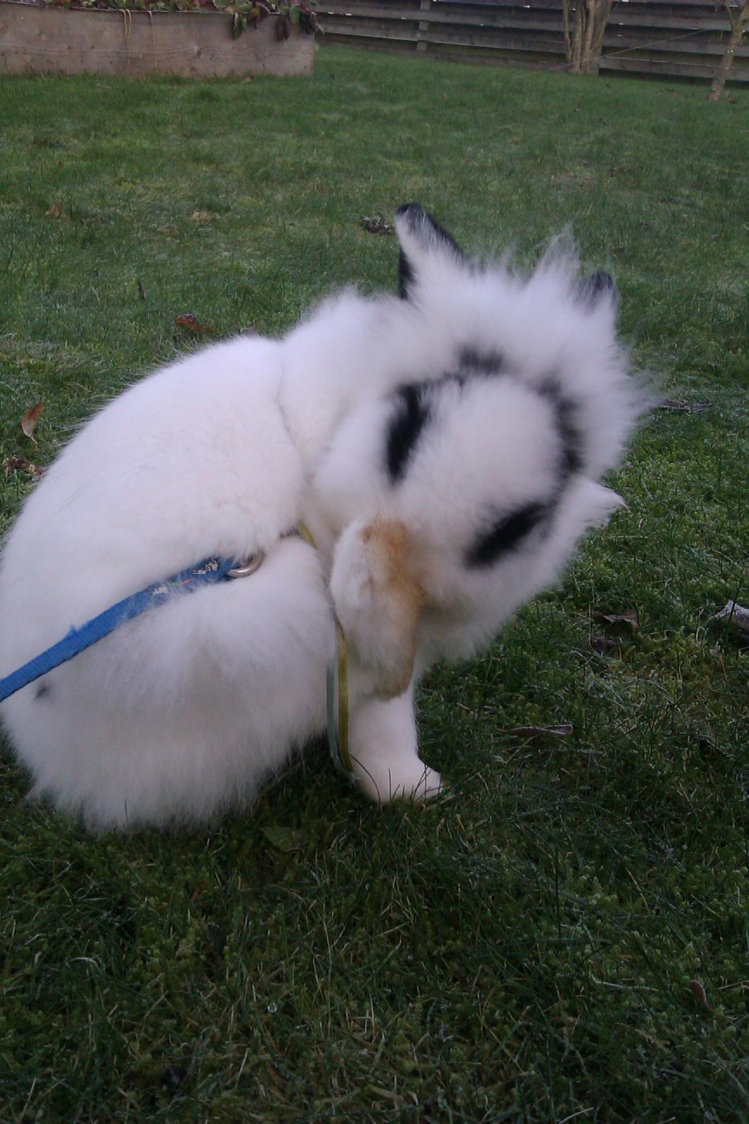 Kanin Gubbi - Num num num :-P billede 12