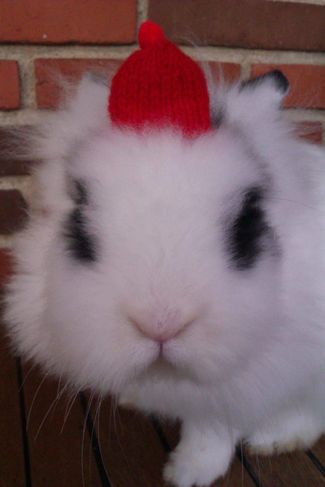 Kanin Gubbi billede 14