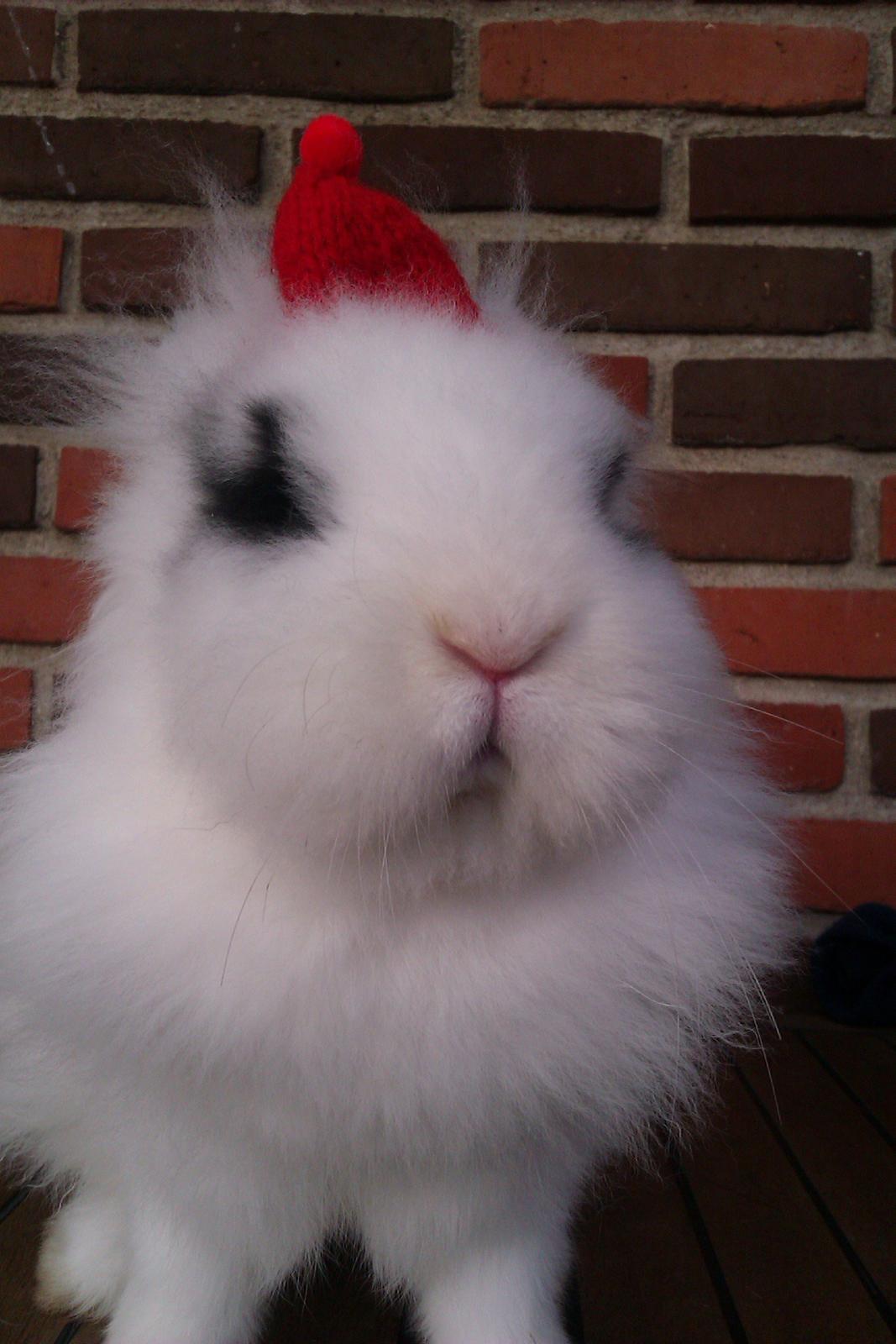 Kanin Gubbi billede 15