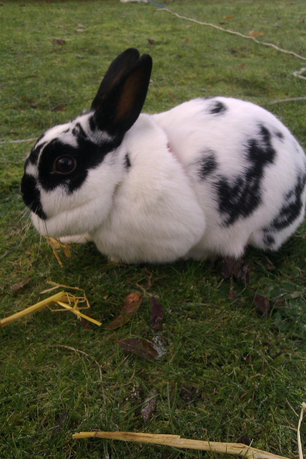 Kanin Jynx billede 12