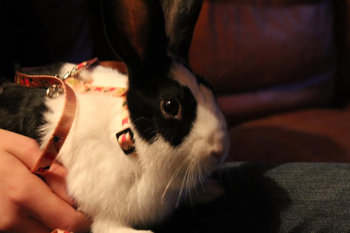 Kanin Luna, (himmelgnaver):'(<3 R.I.P.. - min LUNA!<3 lig en kommentar og en bedømmelse billede 7