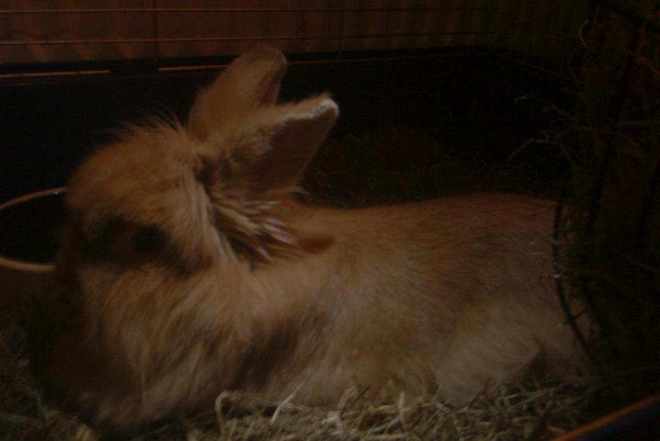 Kanin Team Fluffhop's Pjuske af Maragascad(himmelgnaver) - Lidt kongelig har man da lov til at være 29/12/12 billede 3