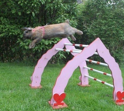 Kanin Hønsehusets Prazo Sioux Lakota billede 7