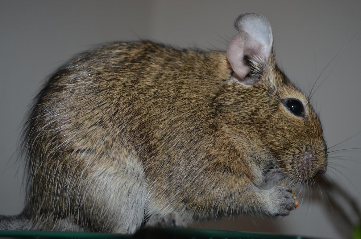 Degu Mi Hijo billede 8