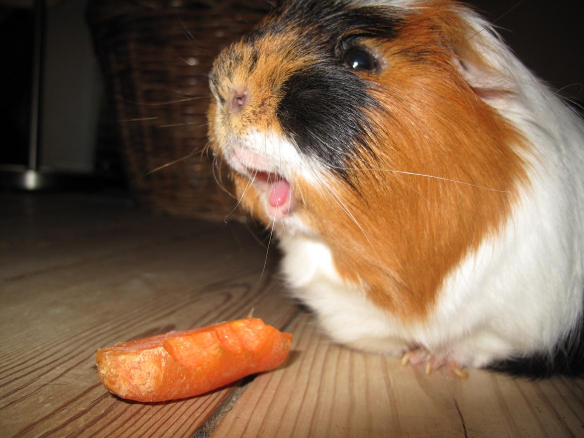 Marsvin Lillefod <3 † Du vil altid været savnet † - Jeg kan også snakke :) billede 1