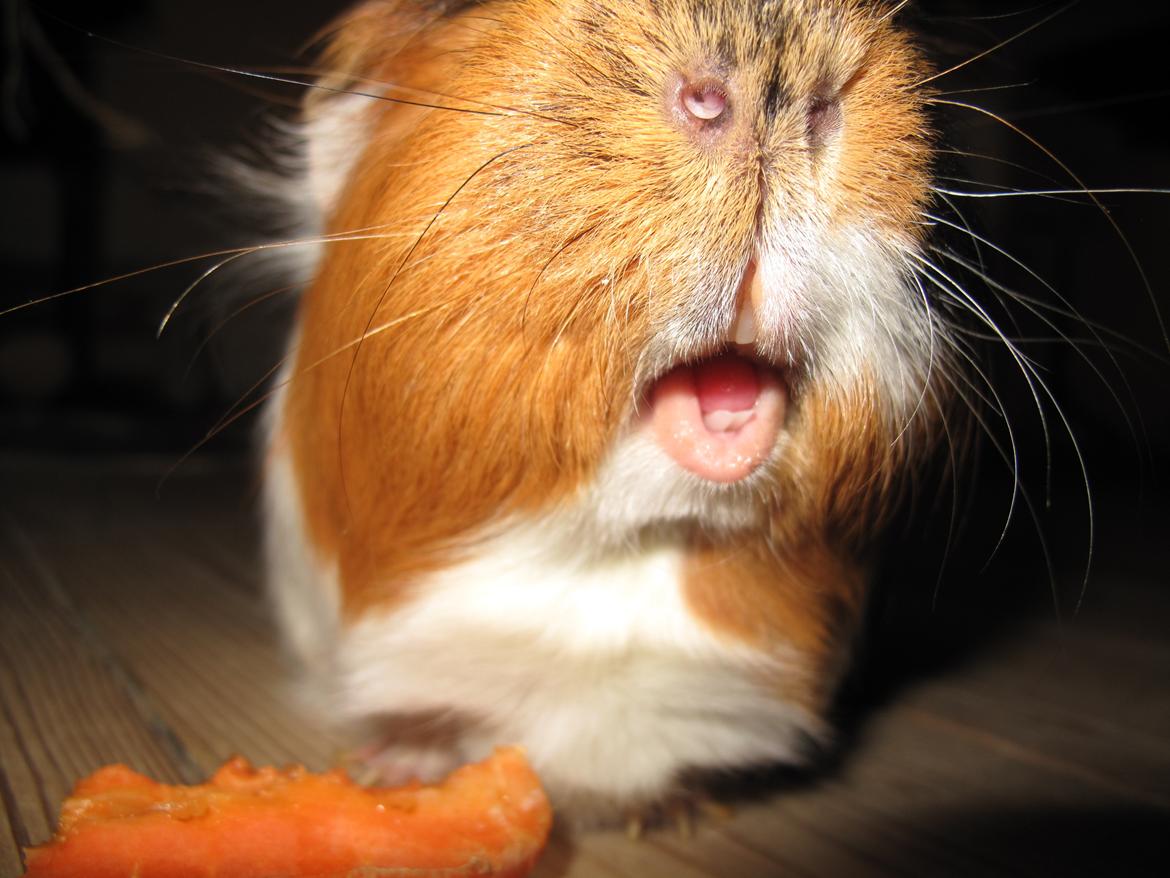 Marsvin Lillefod <3 † Du vil altid været savnet † - Flotte tænder! :) billede 2