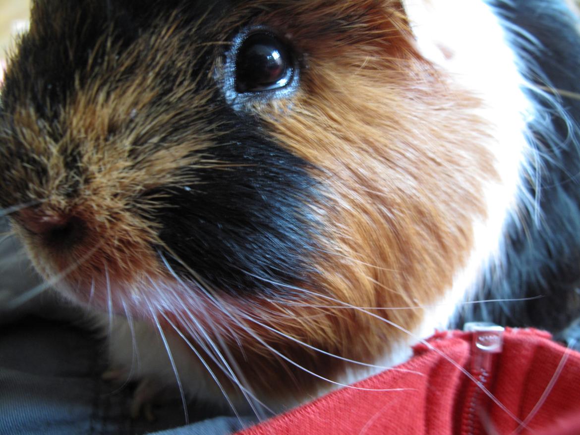 Marsvin Lillefod <3 † Du vil altid været savnet † - <3 billede 13