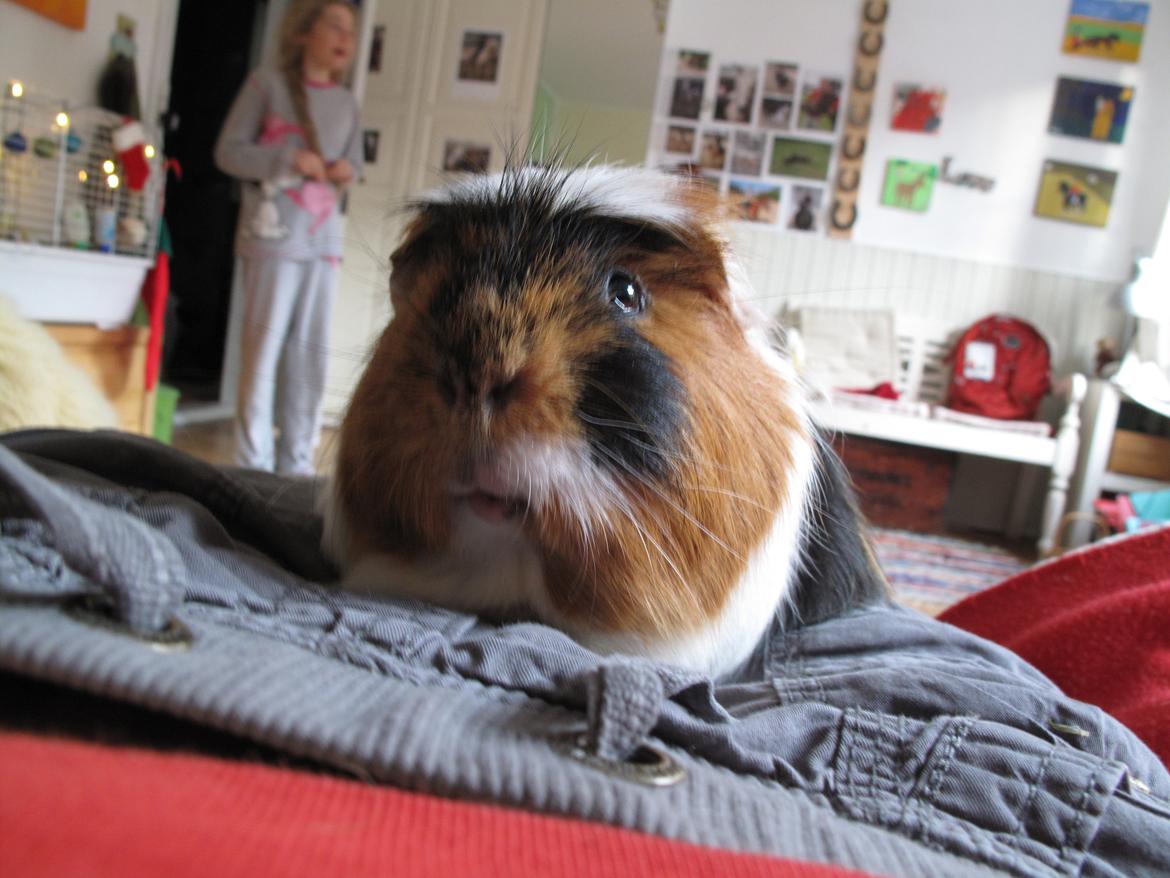 Marsvin Lillefod <3 † Du vil altid været savnet † billede 14