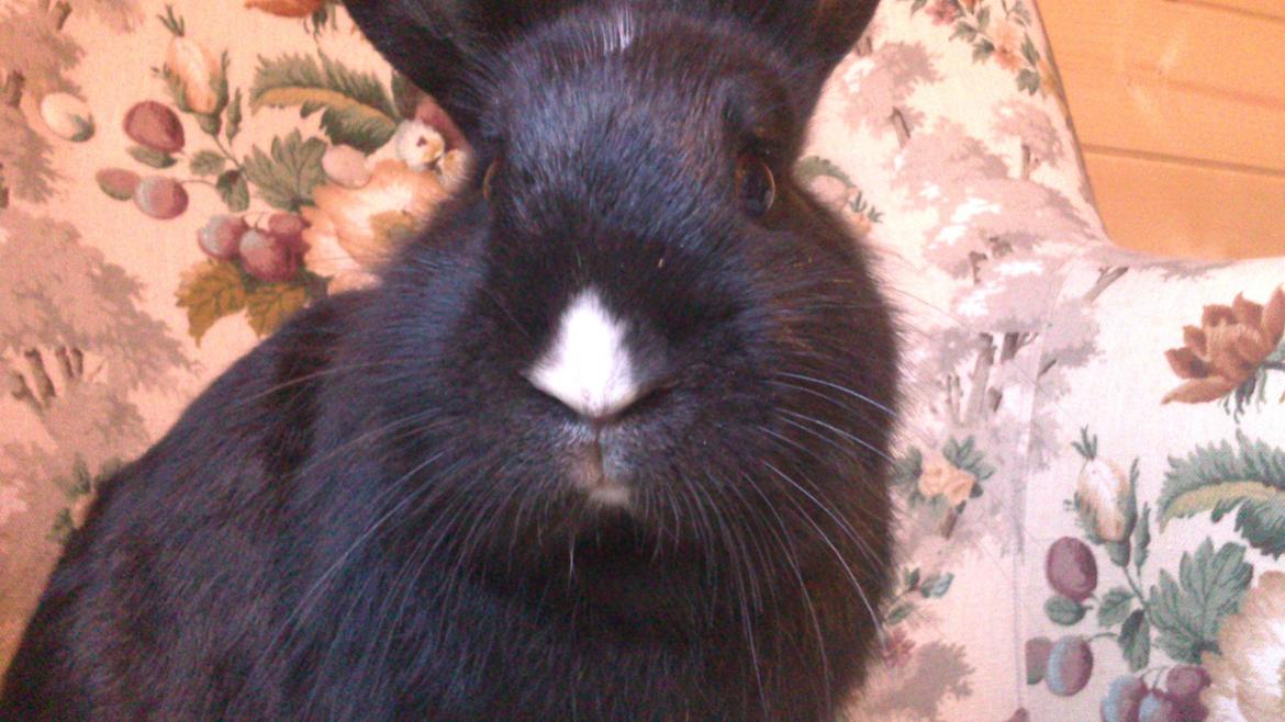 Kanin Isabella billede 18