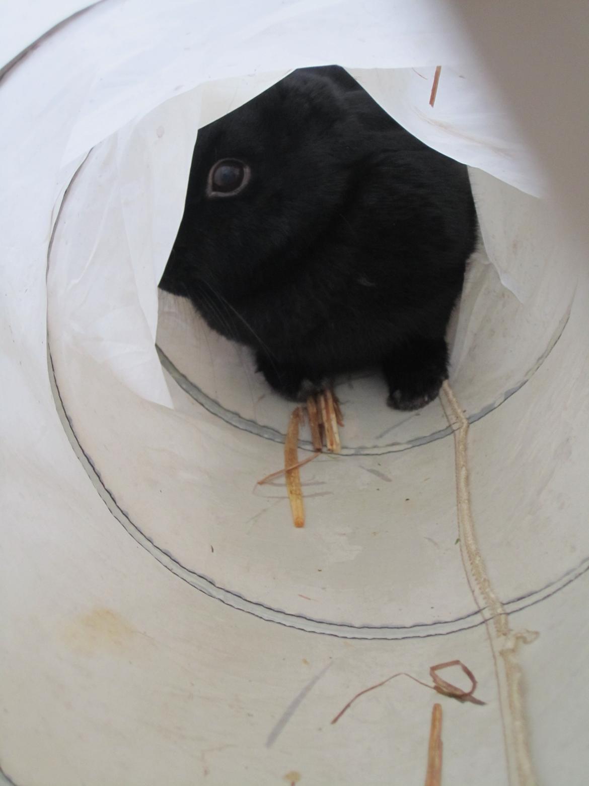 Kanin Clausen's Kiwi billede 1