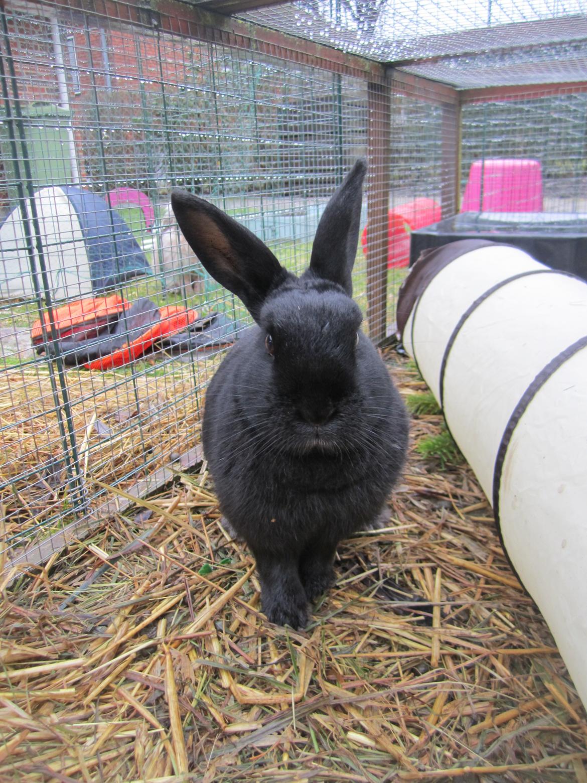 Kanin Clausen's Kiwi billede 3