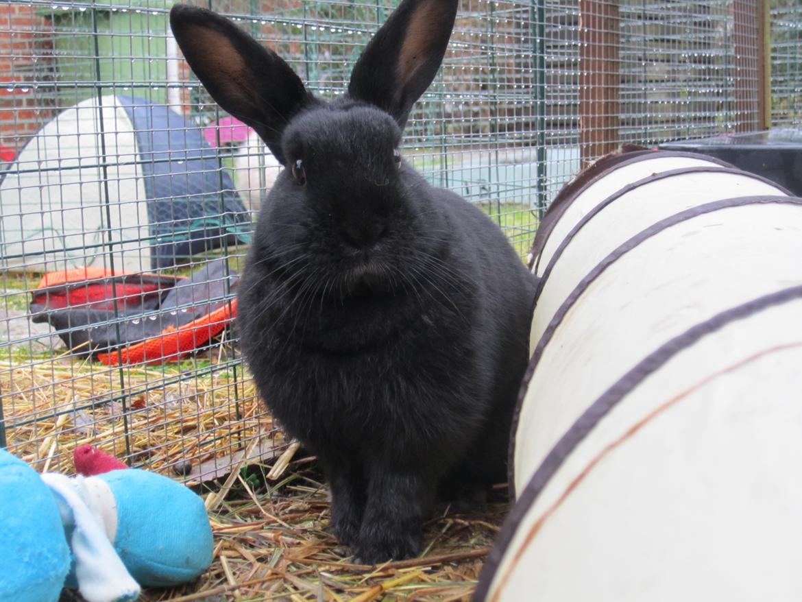 Kanin Clausen's Kiwi billede 4