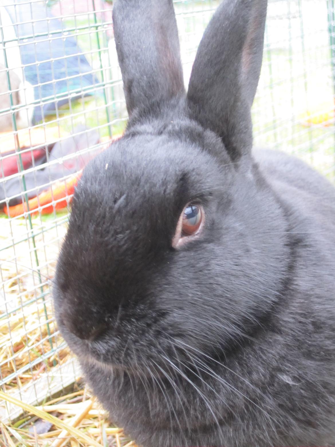 Kanin Clausen's Kiwi billede 2