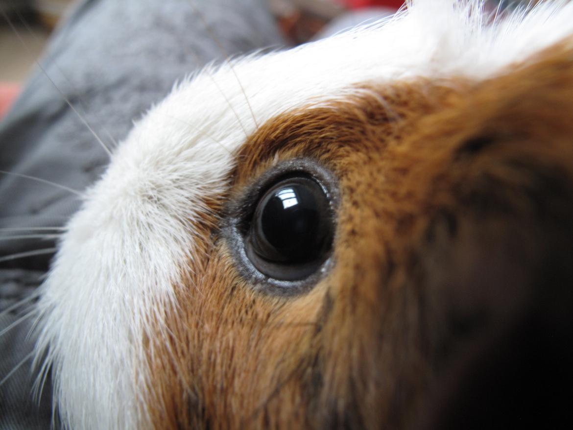 Marsvin Brunpote <3 - Min øjesten <3 billede 13