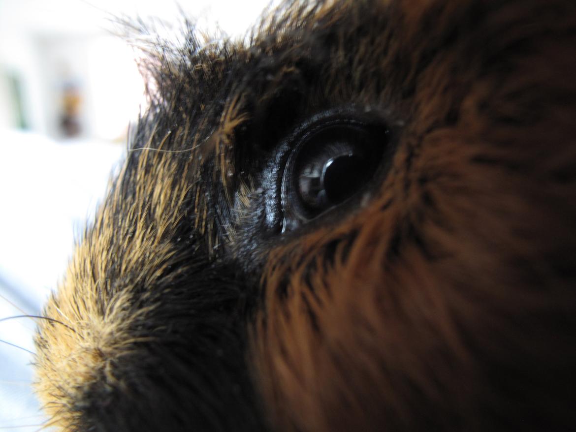 Marsvin Lillefod <3 † Du vil altid været savnet † billede 10