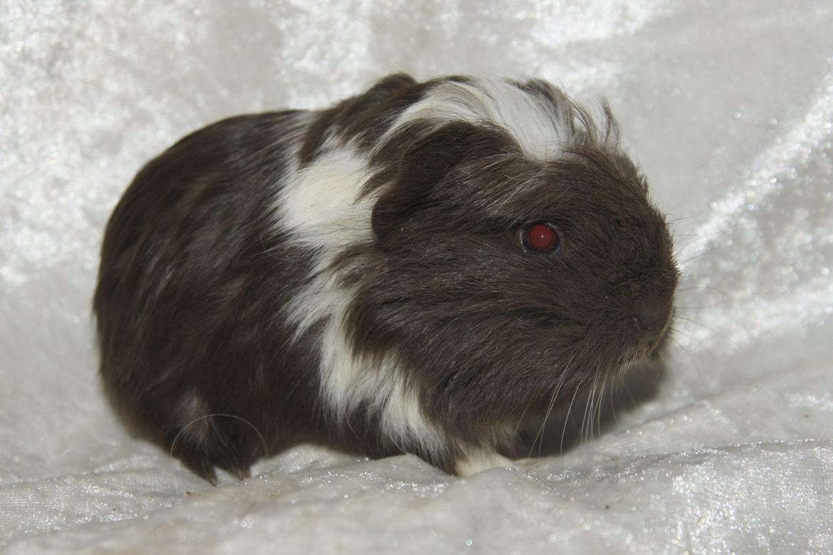 Marsvin Hauge´s Nova billede 4