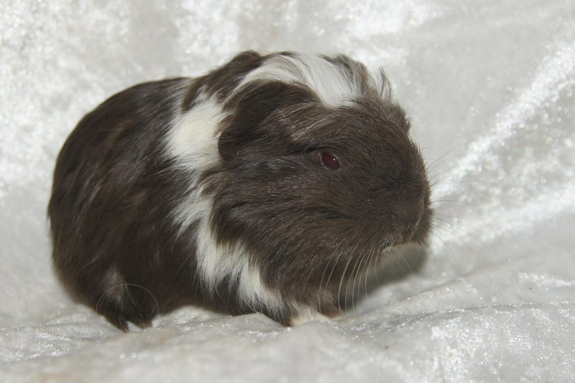 Marsvin Hauge´s Nova billede 8