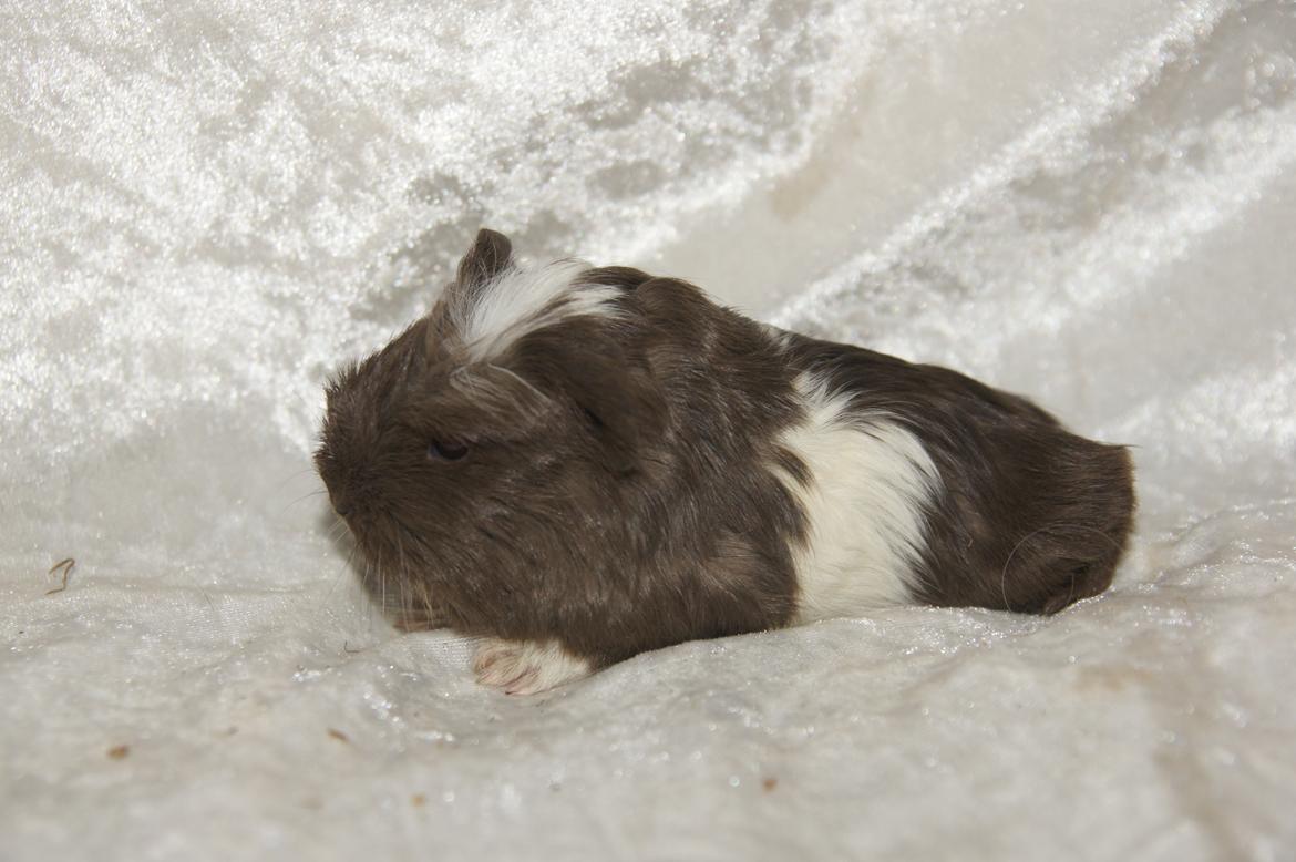 Marsvin Hauge´s Nova billede 5