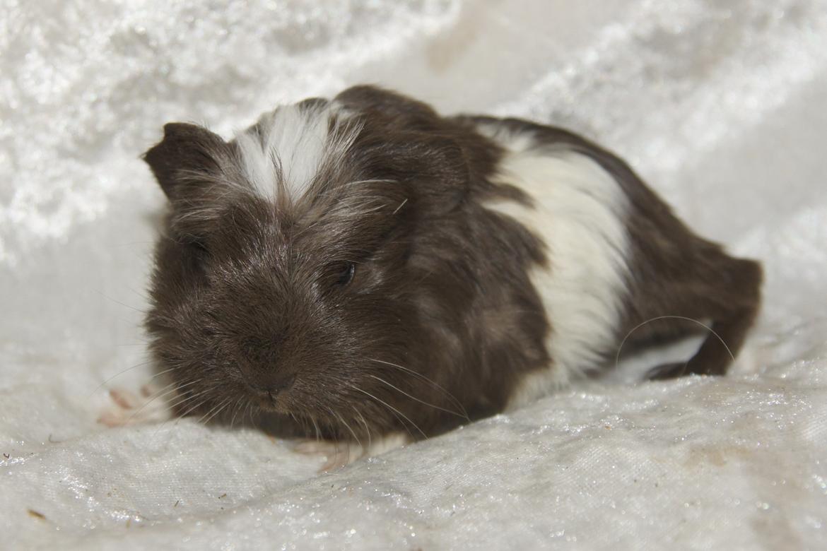 Marsvin Hauge´s Nova billede 6