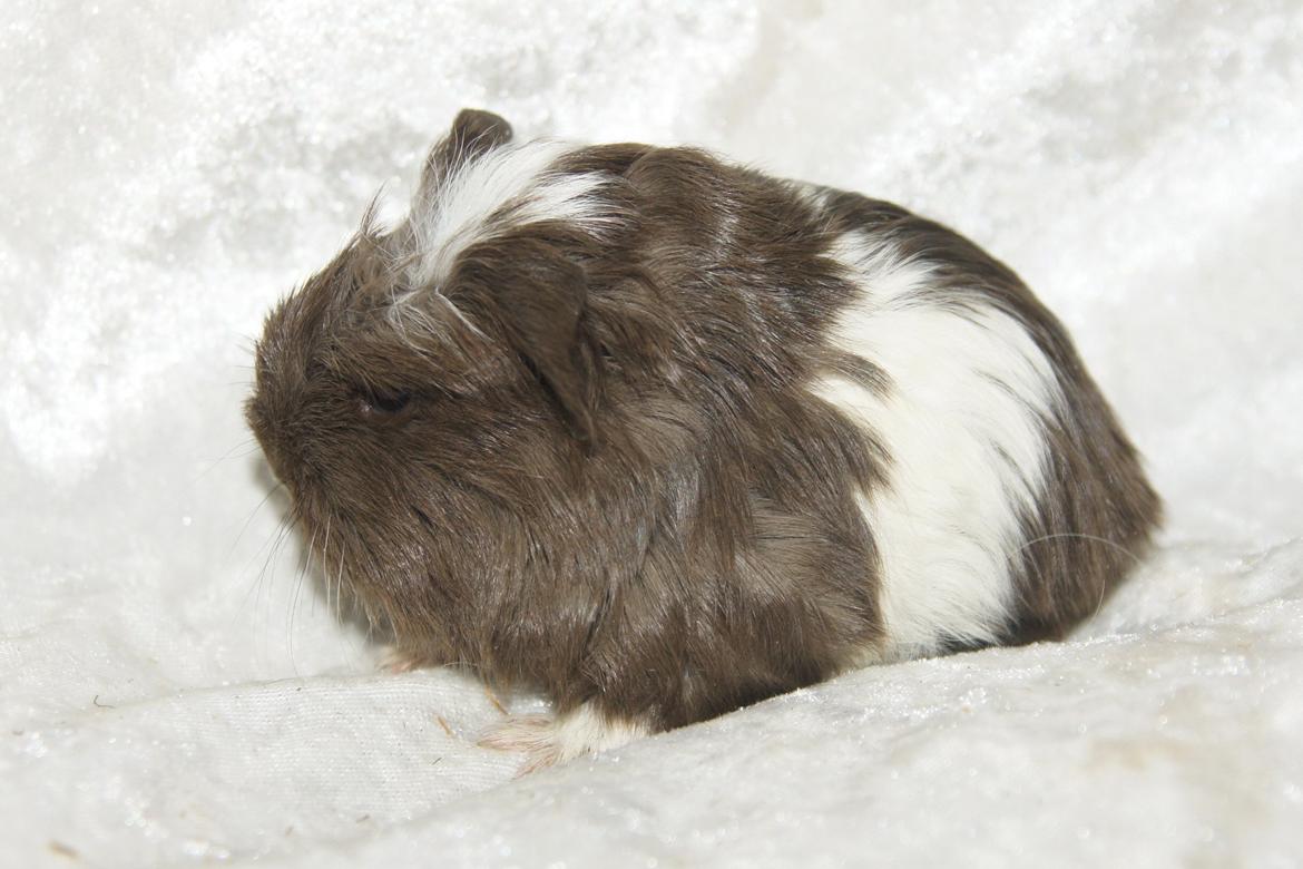 Marsvin Hauge´s Nova billede 7