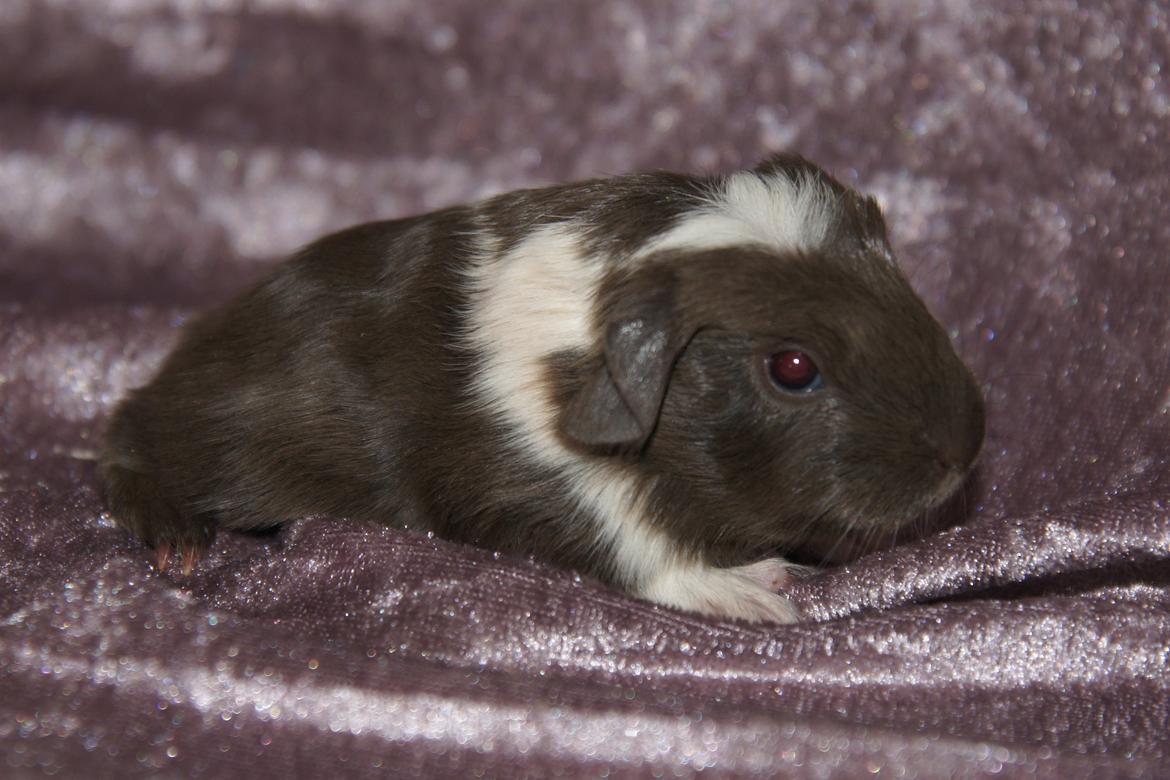 Marsvin Hauge´s Nova billede 9