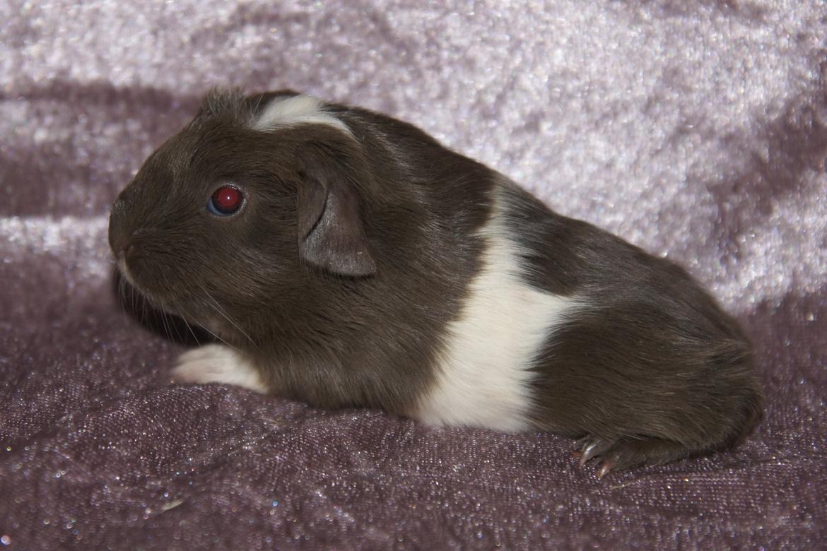 Marsvin Hauge´s Nova billede 10