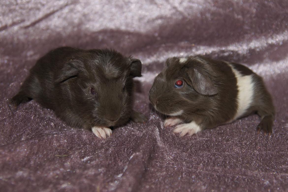 Marsvin Hauge´s Nova billede 12