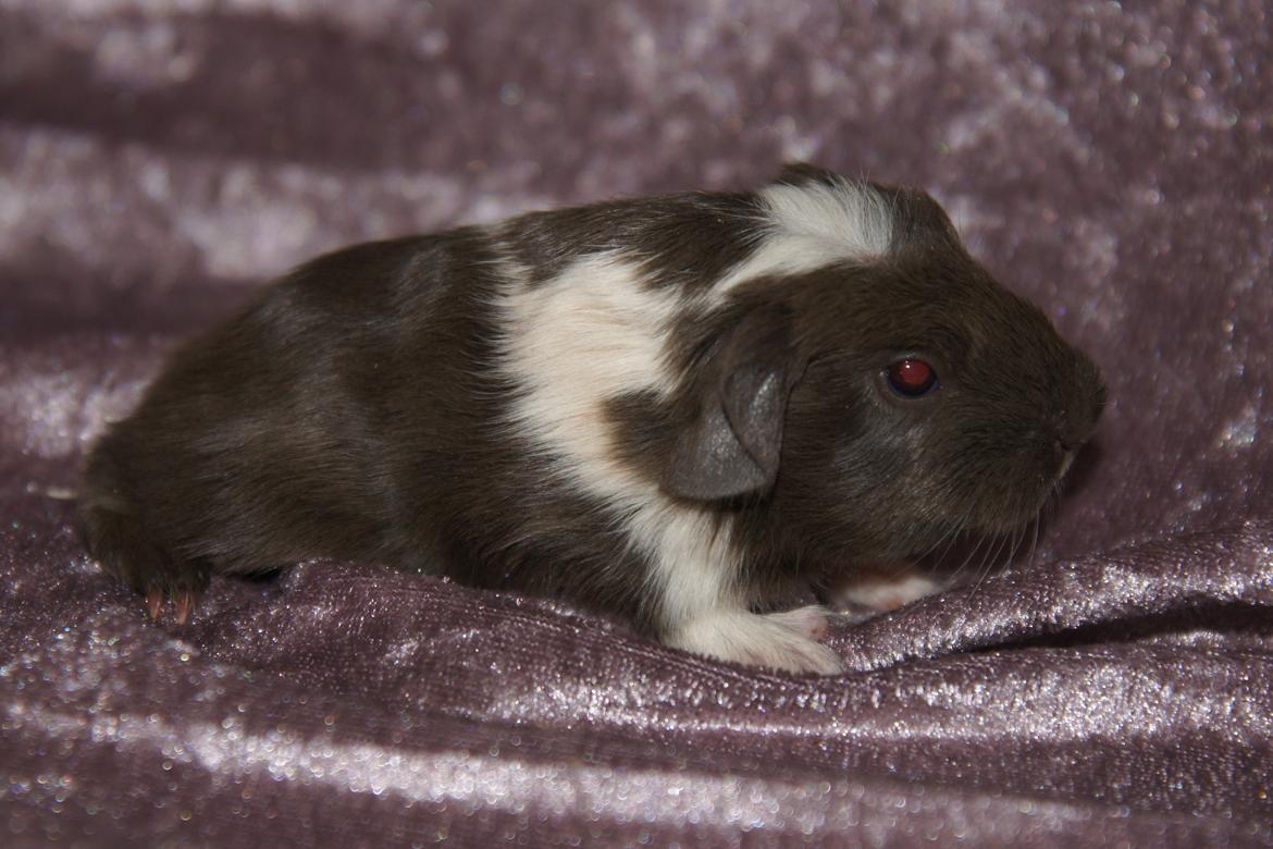 Marsvin Hauge´s Nova billede 11