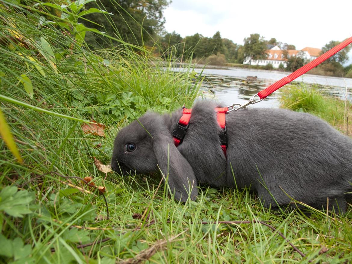 Kanin Toto **Elsket&Savnet<3** - Mmm... Græs er godt :-P billede 5