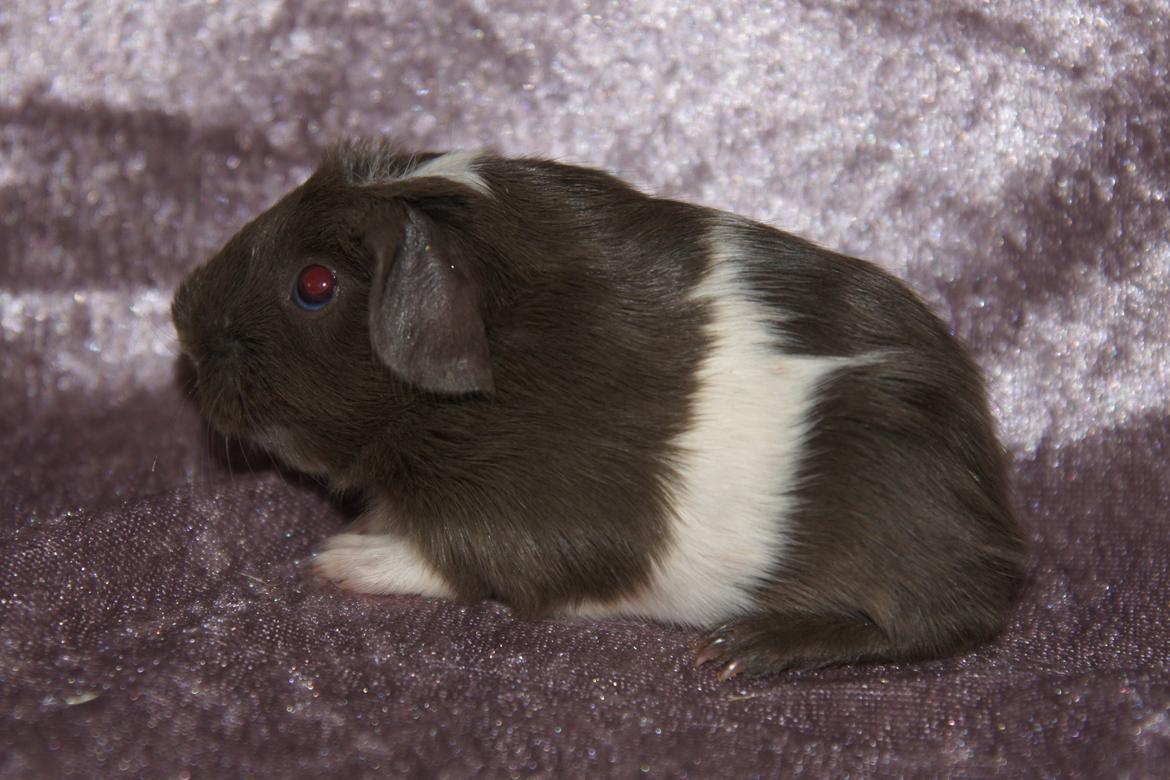 Marsvin Hauge´s Nova billede 13