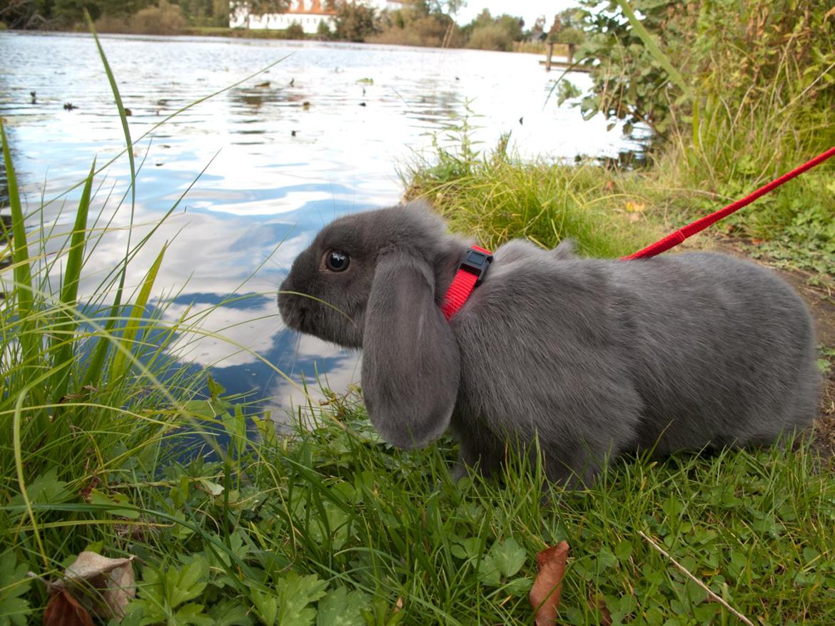 Kanin Toto **Elsket&Savnet<3** - Toto kigger på søen :-P billede 15