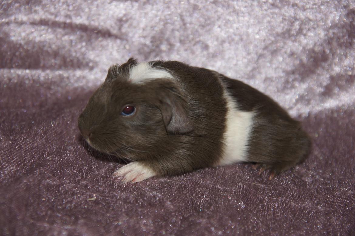 Marsvin Hauge´s Nova billede 14