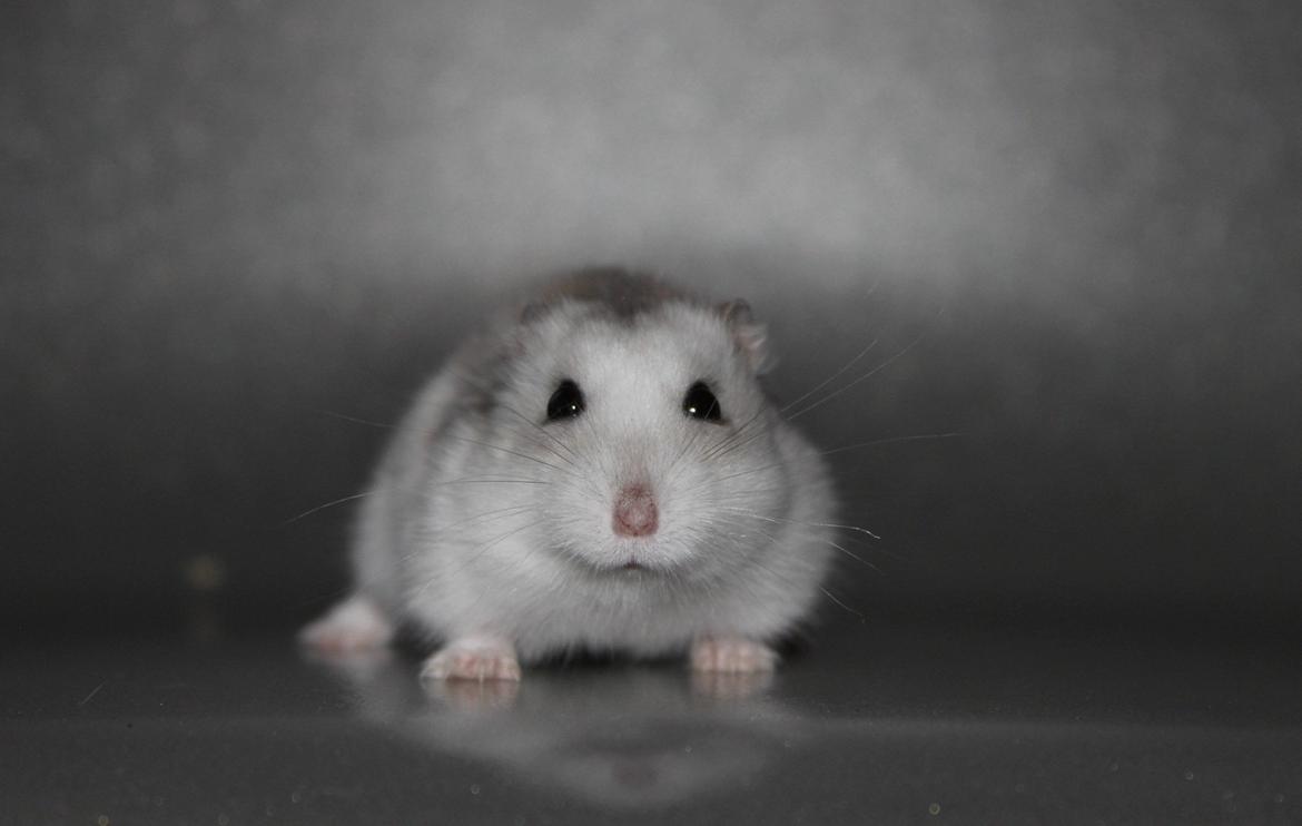 Dværghamster Alicia <3 *R.I.P* - 'Velkommen til Alicia's profil, inden du går ville vi blive glade hvis du lagde en bedømmelse og en kommentar :-) Alicia leger lige model for en dag <3 billede 1