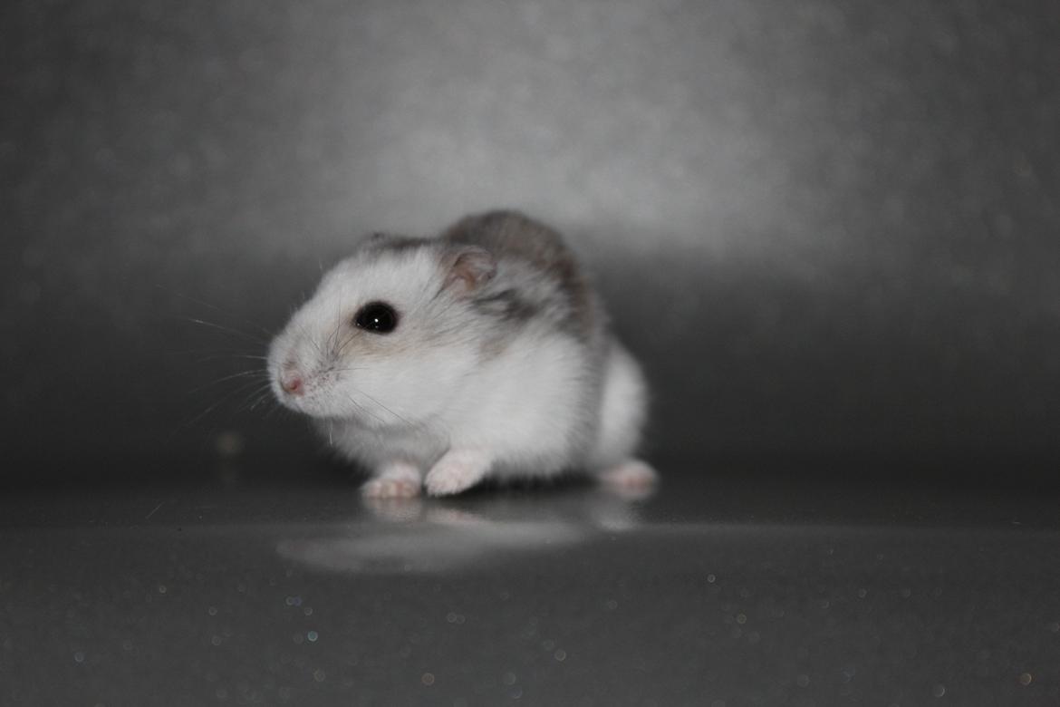 Dværghamster Alicia <3 *R.I.P* - Alicia leger model for en dag :-D. billede 19