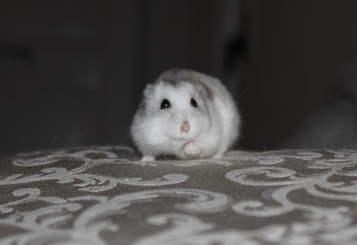 Dværghamster Alicia <3 *R.I.P* - Min lille smukke pige! :-D billede 10