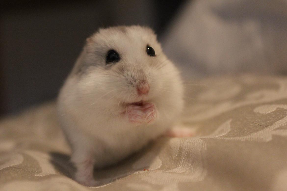 Dværghamster Alicia <3 *R.I.P* - En lille GUBBI <3 billede 2