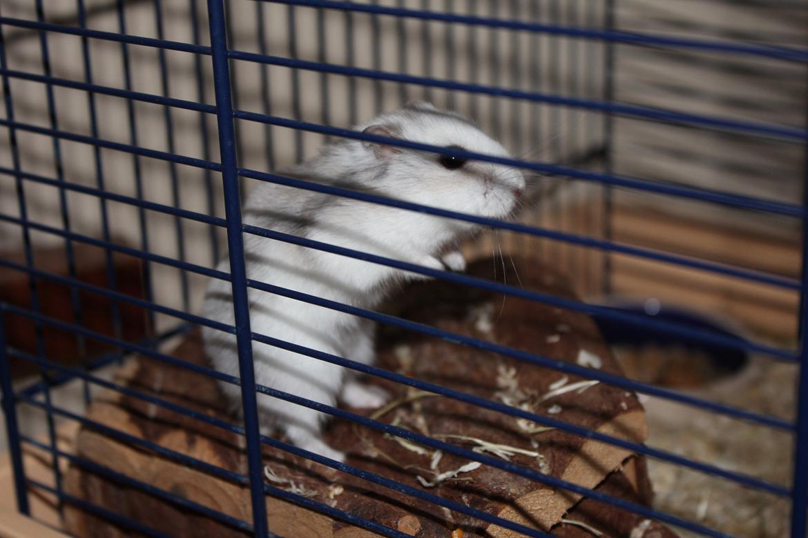 Dværghamster Alicia <3 *R.I.P* - Alicia hygger i sit bur <3 billede 8
