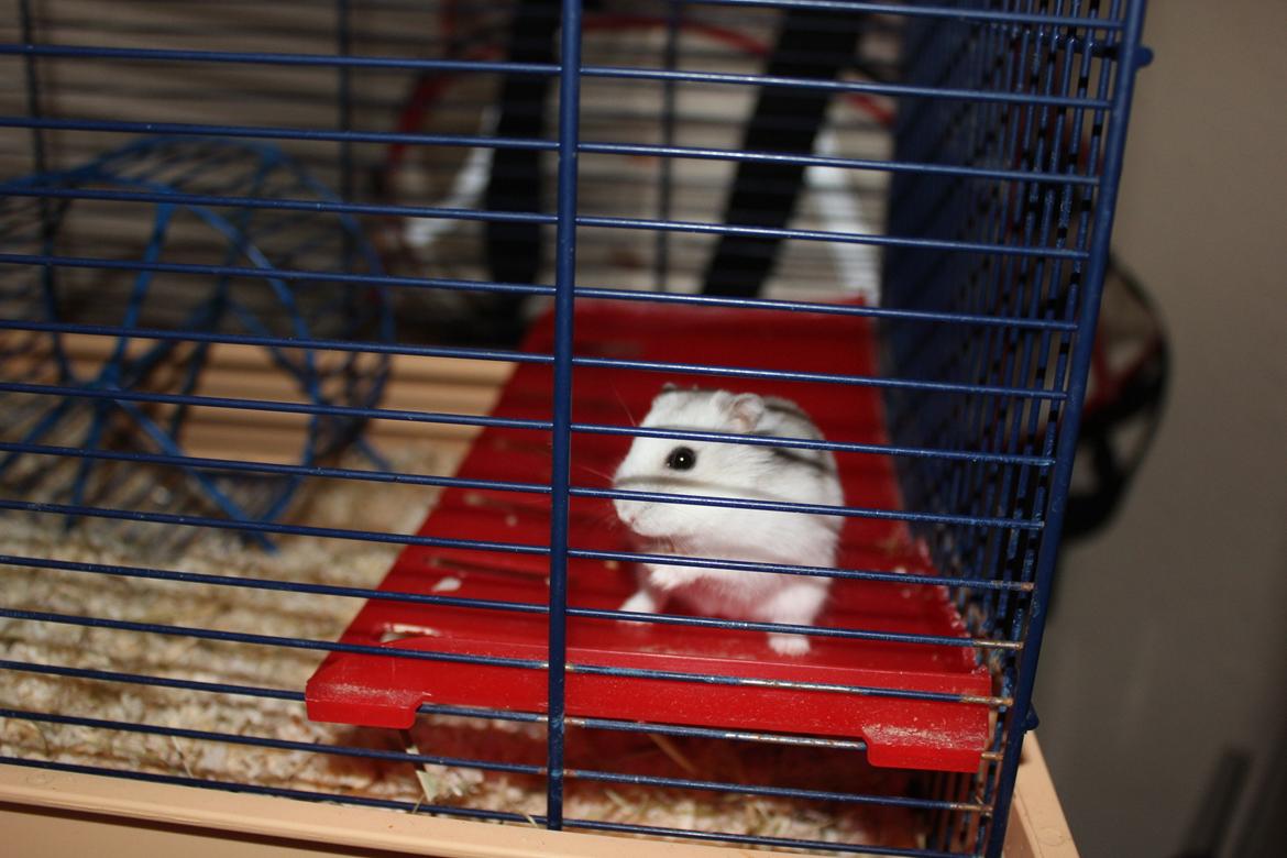 Dværghamster Alicia <3 *R.I.P* - Min lille pige i sit bur <3 billede 11