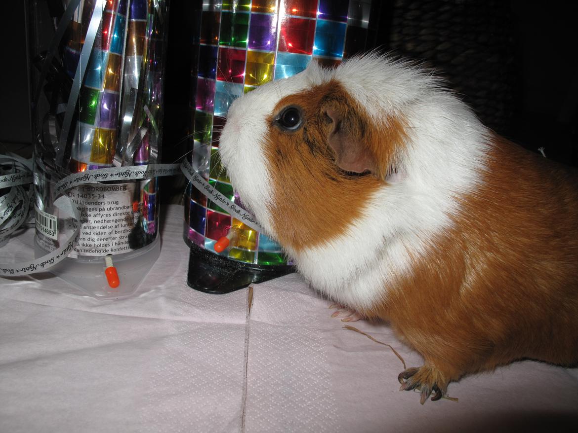 Marsvin Brunpote <3 - Nytårsaften 2012-2013 billede 14