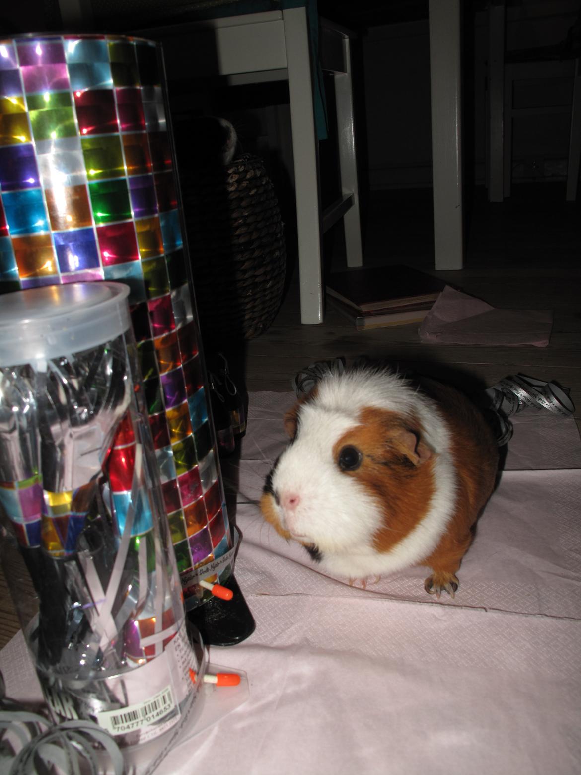 Marsvin Brunpote <3 - Nytårsbillede 2012-2013 billede 15