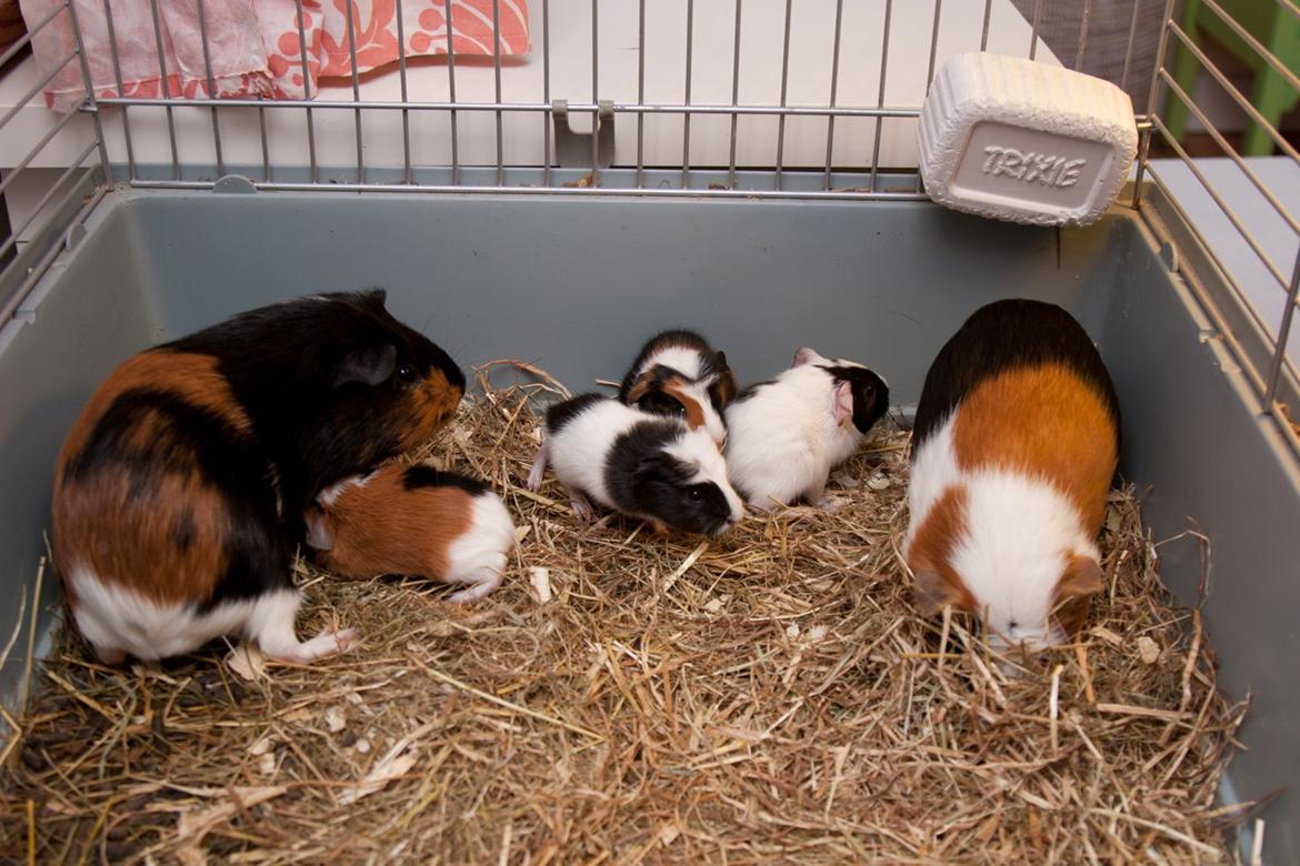 Marsvin Brunpote <3 - Brunpote med unger og kæreste ;D billede 2