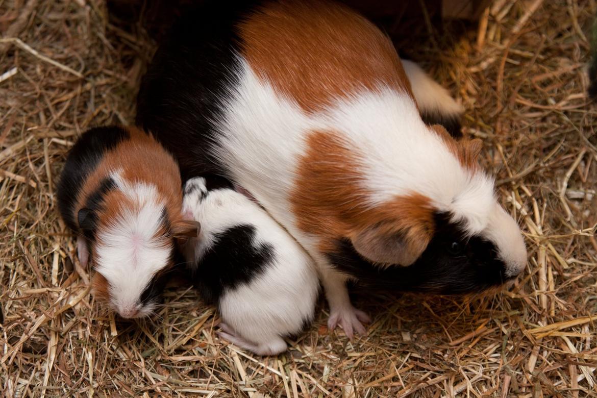 Marsvin Brunpote <3 billede 19