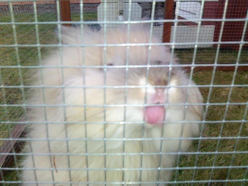 Kanin Kokos - Er det ikke kært?! billede 17