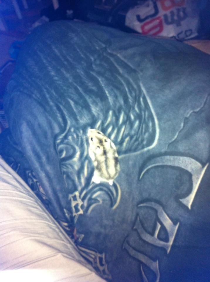 Dværghamster *Team Zette* Lille Star R.I.P billede 3