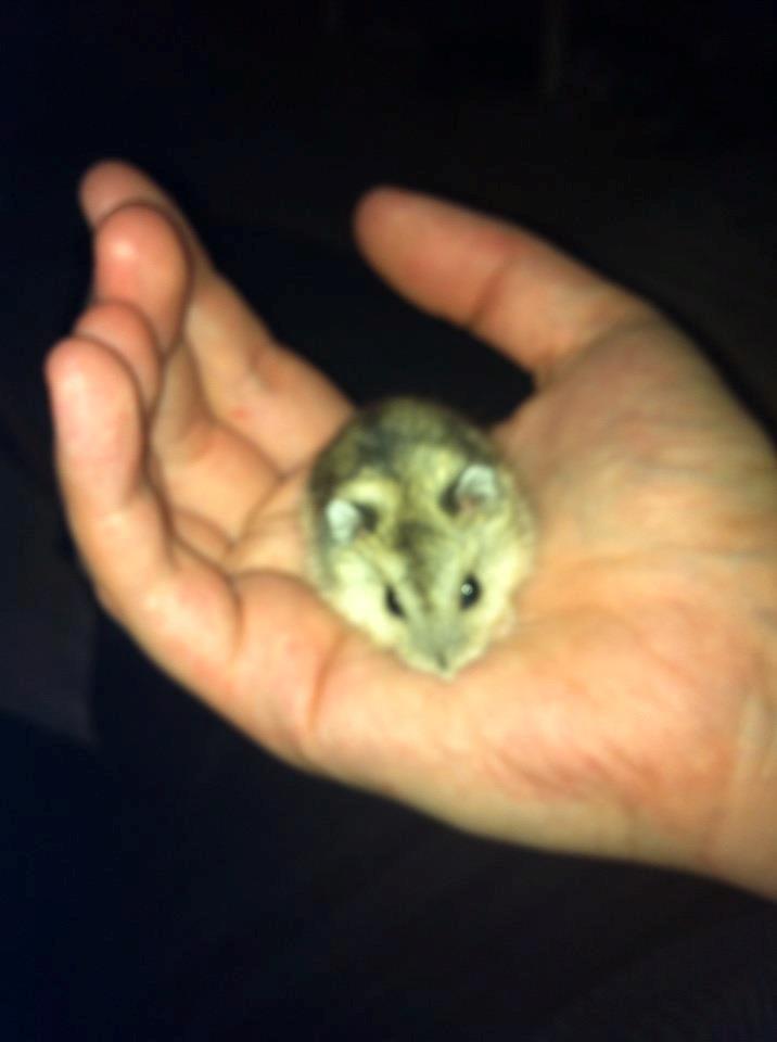 Dværghamster *Team Zette* Lille Star R.I.P billede 4