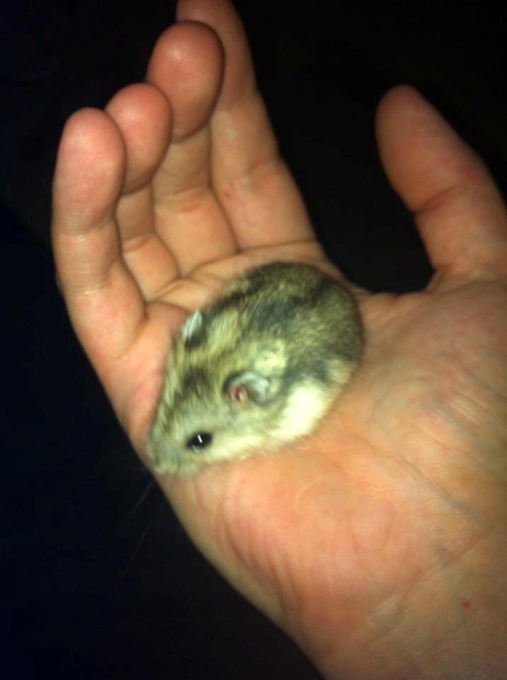 Dværghamster *Team Zette* Lille Star R.I.P billede 5