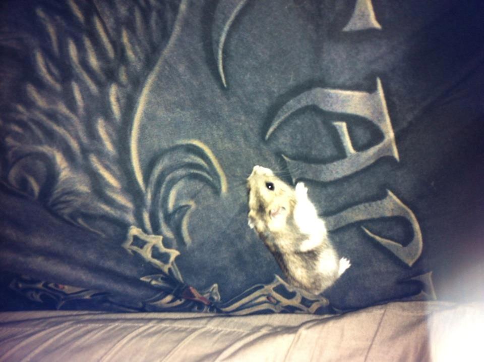 Dværghamster *Team Zette* Lille Star R.I.P billede 6