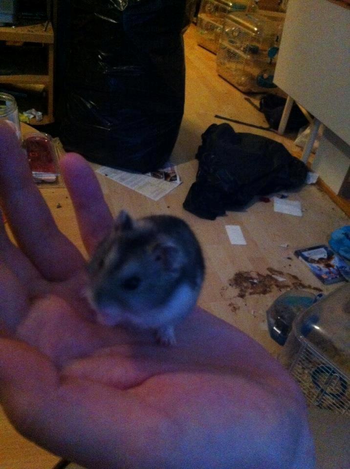 Dværghamster *Team Zette* Lille Star R.I.P billede 7