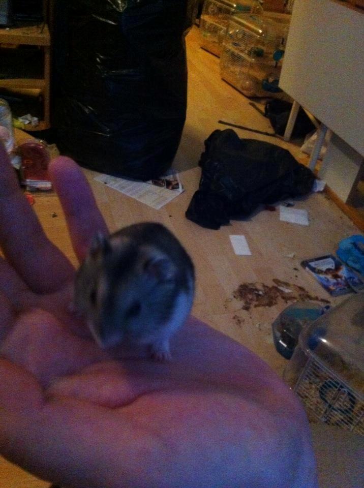 Dværghamster *Team Zette* Lille Star R.I.P billede 8